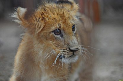 Рассматривая с животными маленький лев: картинки