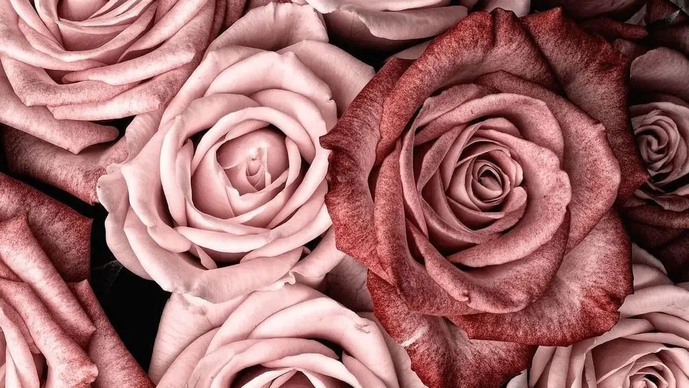 Розы в высоком разрешении: красивые и реалистичные фото
