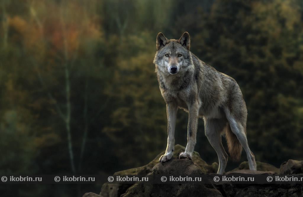 Волк на фоне густого леса