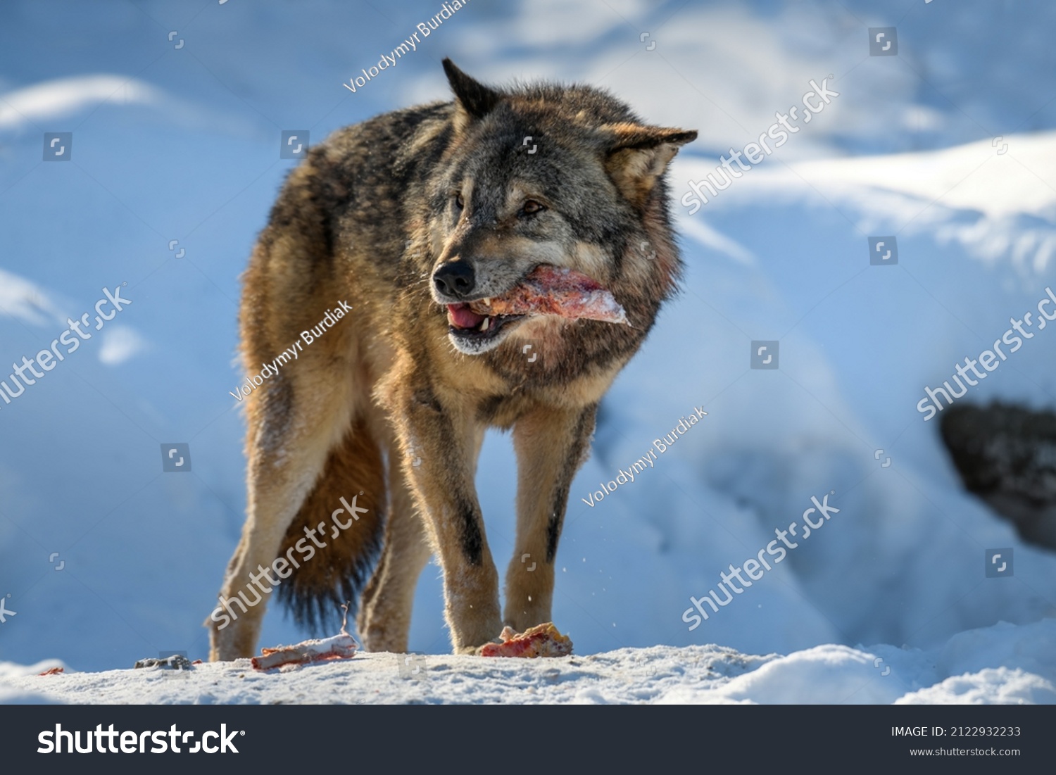 Волк в дикой природе